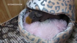 Тяжелая Жизнь Морских Свинок / SvinkiShow