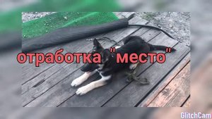 Дрессировка щенка ВЕО 3,5 месяца