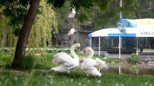 Брачный танец лебедей