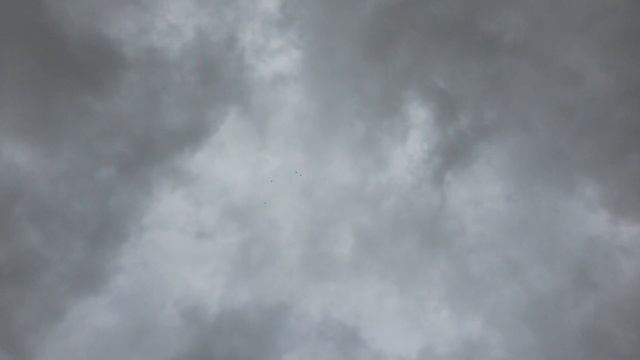 Гон молодых .89187389403#Бакинские#широкохвостые . Мраморные молодые широкохвостые бакинские . смотреть онлайн