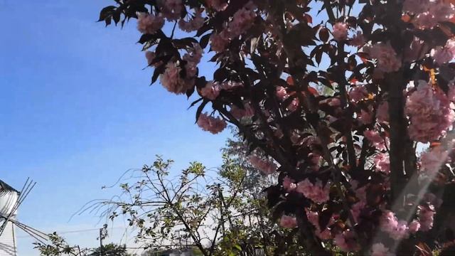 Вишня мелкопильчатая смотреть онлайн