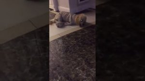 Когда комбинезон для собаки больше, чем она сама... придеться ушивать)))