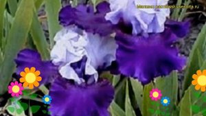 Ирис германский Бест бет. Краткий обзор, описание характеристик iris germanica Best Bet