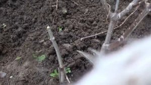 Осенняя обрезка метельчатой гортензии.