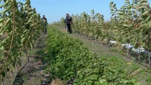 Выращивание экологически чистой ягоды с ПРК Белый Жемчуг ЭкоЗемляника