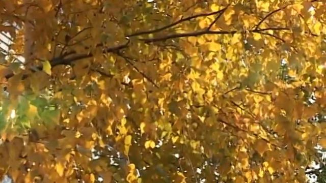 "МИМОХОДОМ", 7 сентября 2011 год. Автор проекта О. Дзиов смотреть онлайн