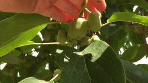 АКТИНИДИЯ! Ждём ОГРОМНЫЙ УРОЖАЙ! Яркие клумбы!