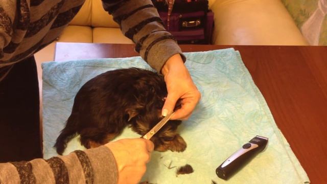 Подстригаем ушки щеночку йоркширского терьера смотреть онлайн