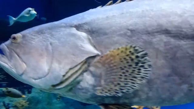 Новосибирский зоопарк им. Шило 9 октября 2021 г. смотреть онлайн