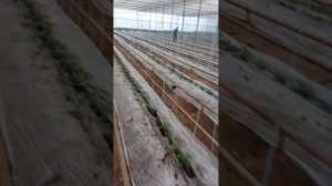 Томатная моль ,туту абсолута.