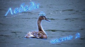Лебеди (часть 2)