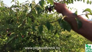 Алыча сорт Найдёна