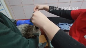 Енот из Херсона получил российский паспорт