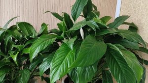 Женское счастье ( спатифиллум), опрыскивание для роста и бесконечного цветения