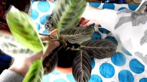 Маранта!Как пересадить маранту?Пересадка маранты триколор!