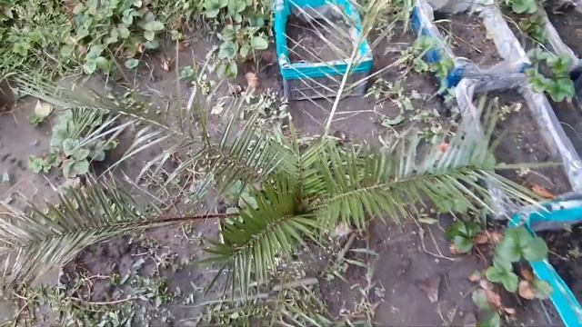 Ростовские пальмы-обзор 2019год.