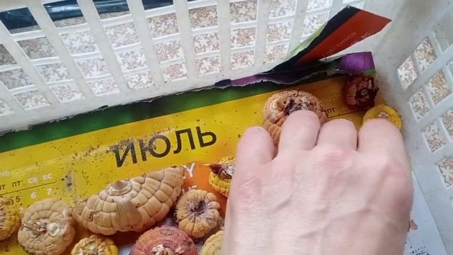 Уход за гладиолусами. Яровизация. Почему не любят гладиолусы смотреть онлайн