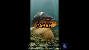 Рыбалка. Какие запахи любит рыба.