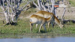 Водный мир Африки / Waterworld Africa / Серия 2 Калахари дельта Окаванго