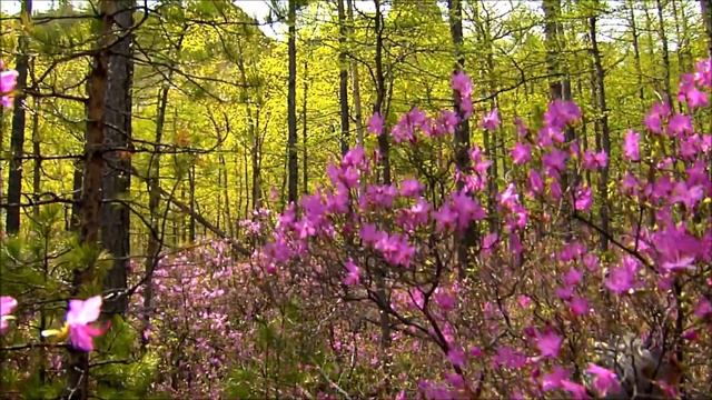 Сибирская сакура. смотреть онлайн