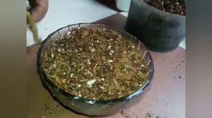 Grow Aloe Vera & Syngonium in an unique way (Hindi /Urdu)