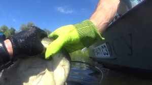 подводная охота на сома