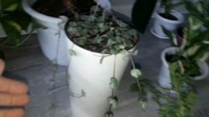 КОМНАТНЫЕ ЦВЕТЫ.ОБЗОР РАСТЕНИЙ.(Часть 1)