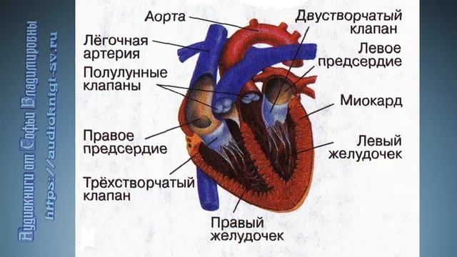 Биология 8 класс $17 Органы кровообращения. Строение и работа сердца смотреть онлайн