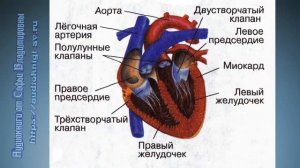 Биология 8 класс $17 Органы кровообращения. Строение и работа сердца