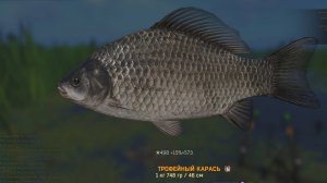 FISHER ONLINE: Беларусь, пруд Дукора, трофейный карась