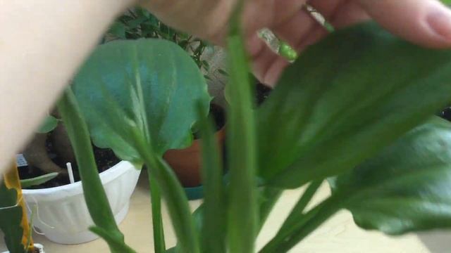 Крассула, Дримиопсис, Epiphyllum. смотреть онлайн