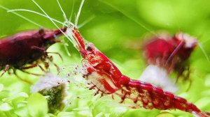 Креветочник. Малыши! Битвы за газон и закусон (22.12.2023).