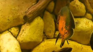Цихлазома сальвини (лат. Cichlasoma salvini)