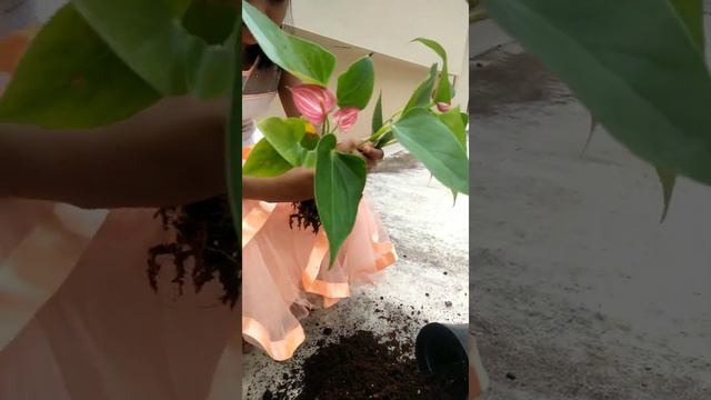 Anthurium plants ||how to repotting anthurium plants смотреть онлайн
