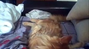 Котенок мейн куна и обычной кошки