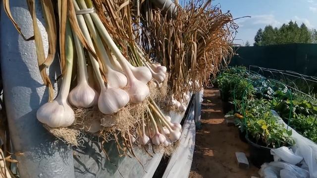 Мега урожай чеснока. Сняла урожай озимого - 360 отборных головок. Яровой чеснок убран, я довольна!
