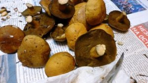 Замороженные моховики на зиму