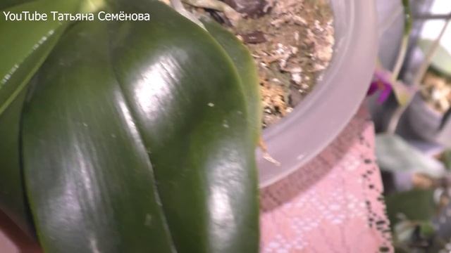 Ваши ОРХИДЕИ ПОПРУТ? ? !!! МОЁ уникальное СРЕДСТВО⚡️ смотреть онлайн