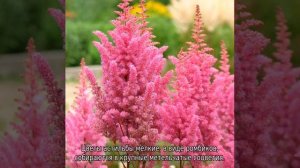 Астильба Вайс глория и Глория пурпуреа