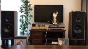 Audio Phase Opium + Jadis + Luxman PD 350 +  Brothers in Arms Dire Straits