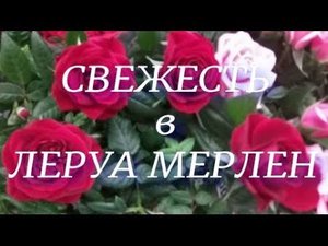 Свежий завоз орхидей и других растений в Леруа Мерлен на Новороссийской