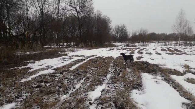 Курцхаар Грэй вторая работа по парной куропатке в 2022 году смотреть онлайн