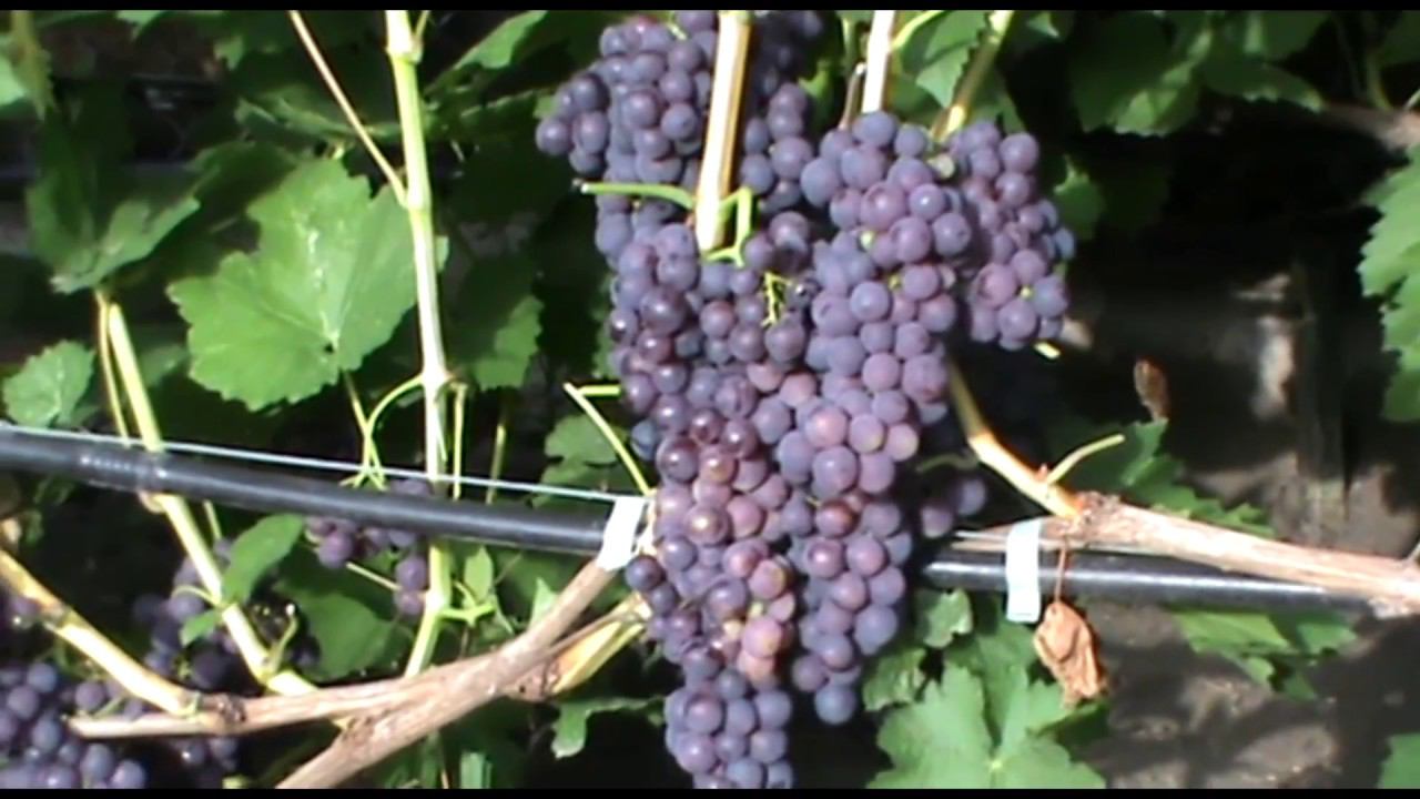 Кишмиш Канадис (Canadice grapes) - ранний и зимостойкий смотреть онлайн