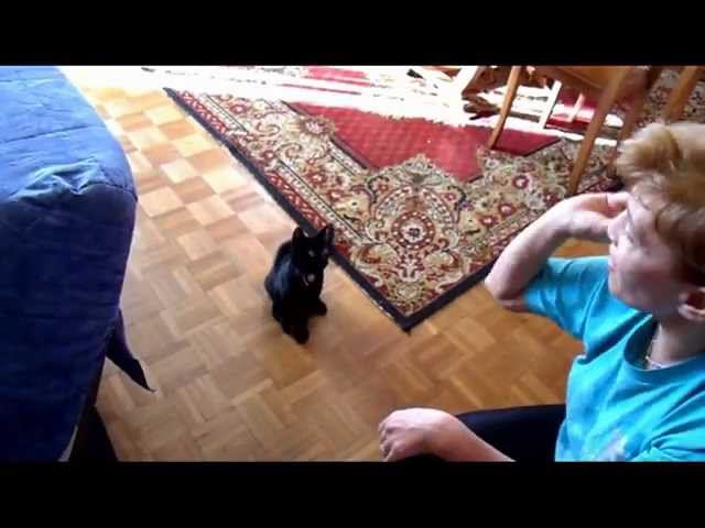 Забавный котенок-собачка!  Chaton amusant Yannis.mpg