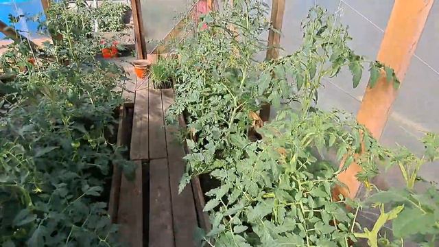 Томаты болеют не растут. Часть 2. Спустя один месяц. смотреть онлайн