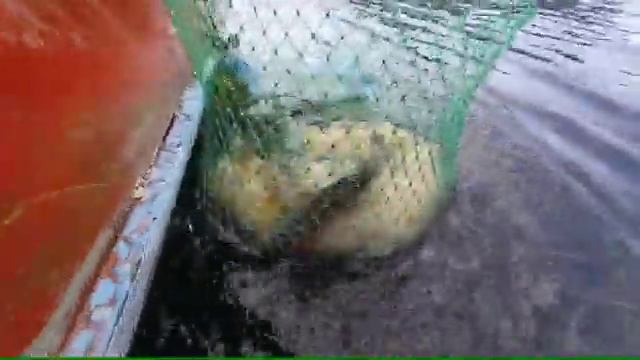 улов на кольцо, килограммовые лещи. Соликамск. смотреть онлайн