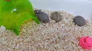 Видео про милых Сибирских хомячков. Самые смешные видео про хомяков. Видео про домашних хомяков.