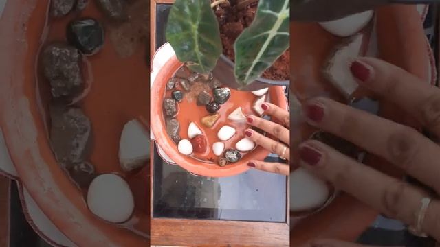 Alocasia x Amazonica "African Mask" plant смотреть онлайн