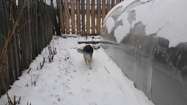 ВЕО Марго. 5 месяцев.