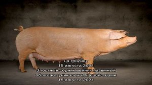 Поросята породы Ландрас на дачном подворье